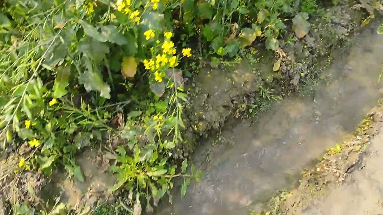 দেখুন আপনারা কি সুন্দর সর্ষের ক্ষেত 2026