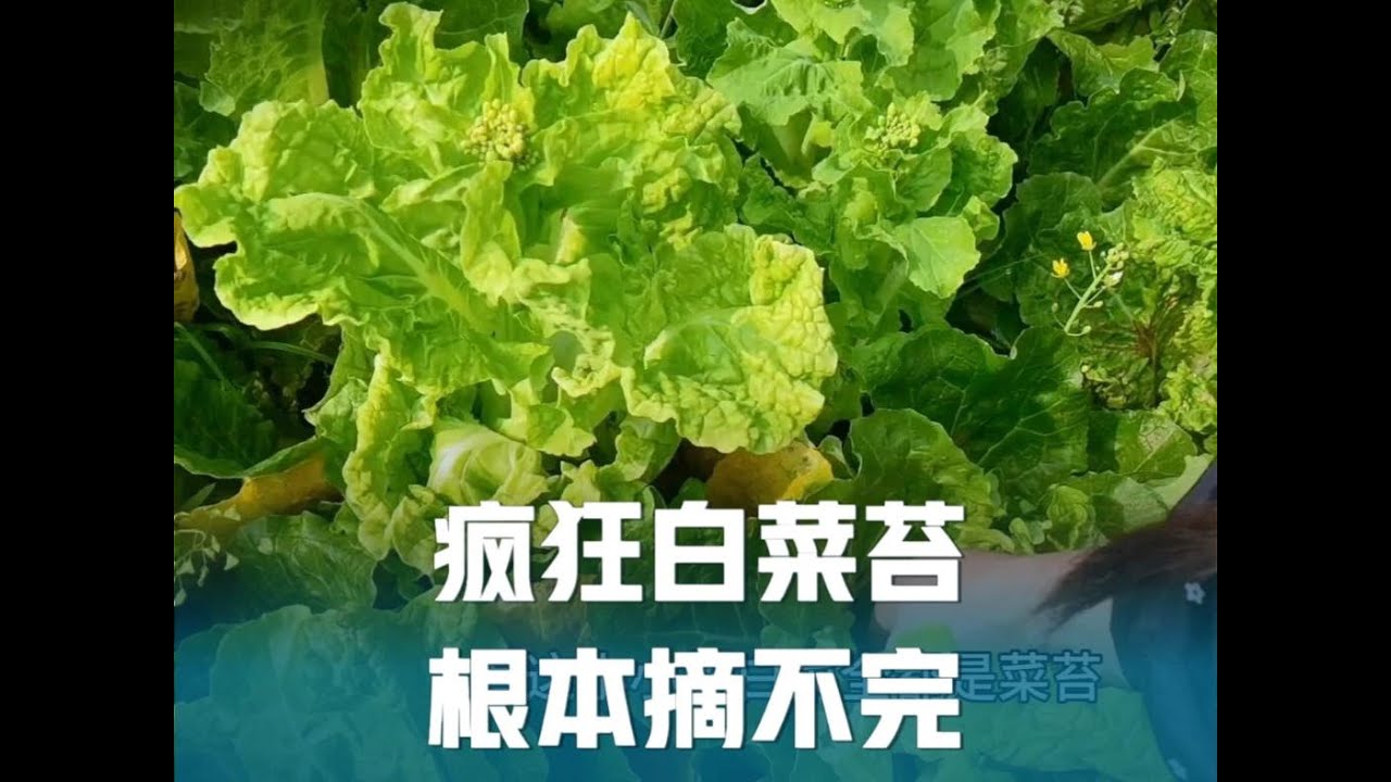 白菜苔真疯狂，天天摘的手疼，摘完又长，没完没了有的收！太烦了