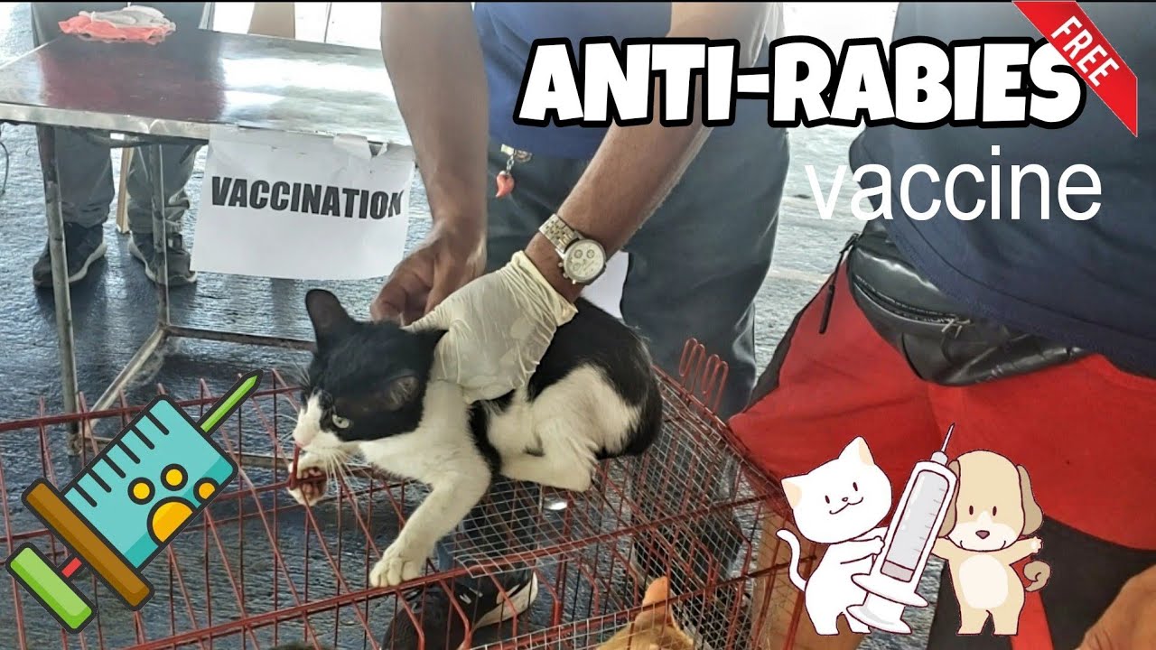 FACTS ABOUT ANTI-RABIES VACCINE FOR CATS AND DOGS/Free Vaccination
