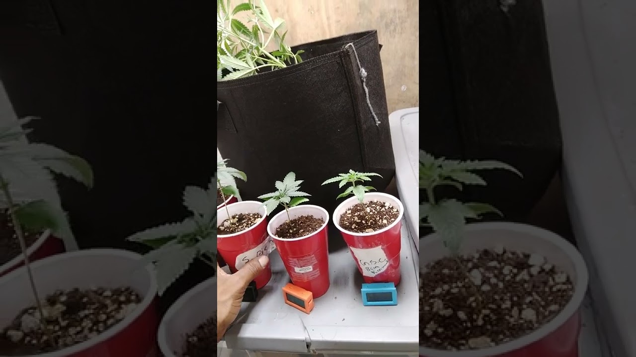 Low stress training my strawberry pie Autoflower from fast buds with Bam crunch fat buds