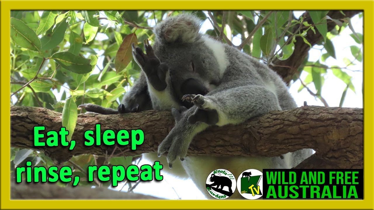 Дыня укутывается в ветки, чтобы поспать, пока ее слепая кишка переваривает жесткие листья эвкалипта.