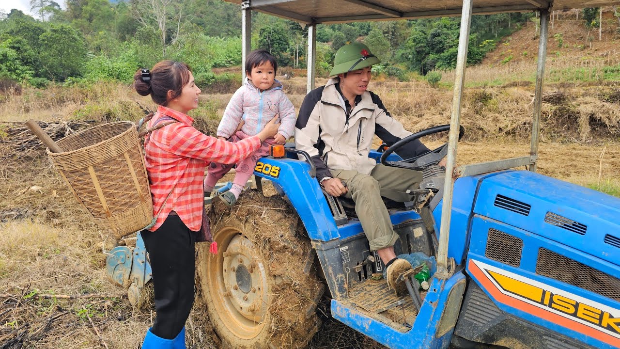 My daughter's joys: Harvesting red cassava roots on the hill to sell - Food processing - Animal care