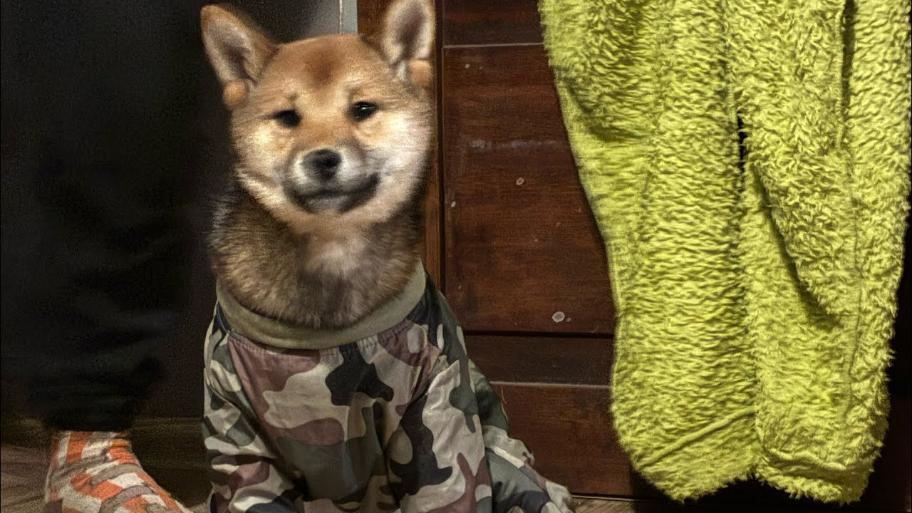 #54 GAARA | VITANI - dziewczyny poznają się ❤️🐾 Pinczer miniaturowy i Shiba Inu