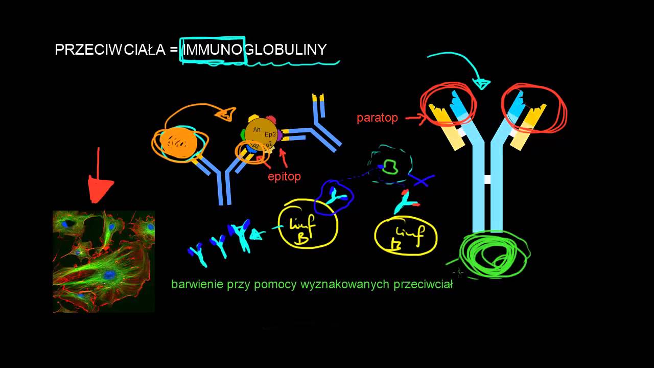 Limfocyty B