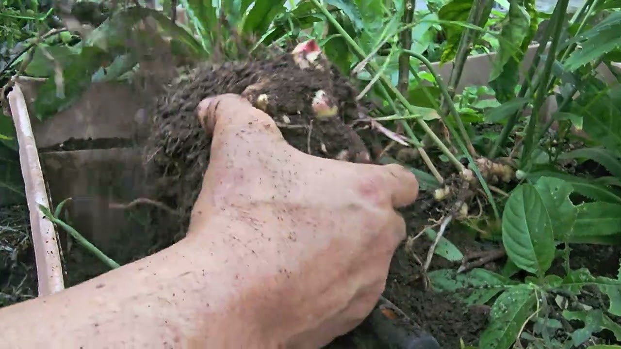 Ginger in pot