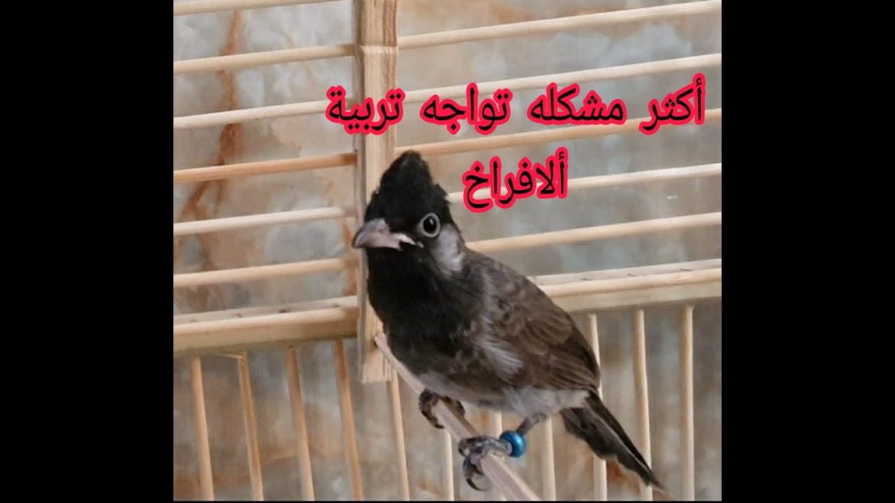 عندك أفراخ أتوحشت بهل فتره ؟ تعال شوف السبب