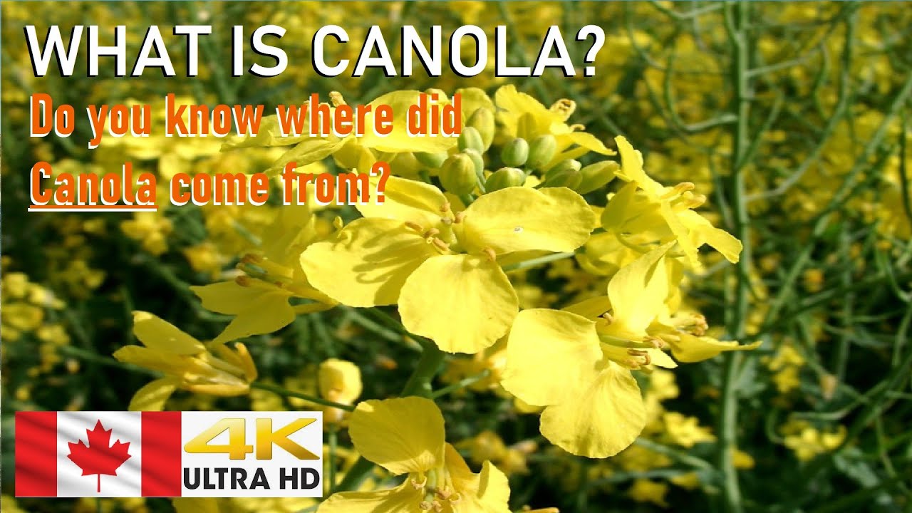 What is Canola? |Who develop Canola? |How Canola help Canadian Economy? |AYEE 33
