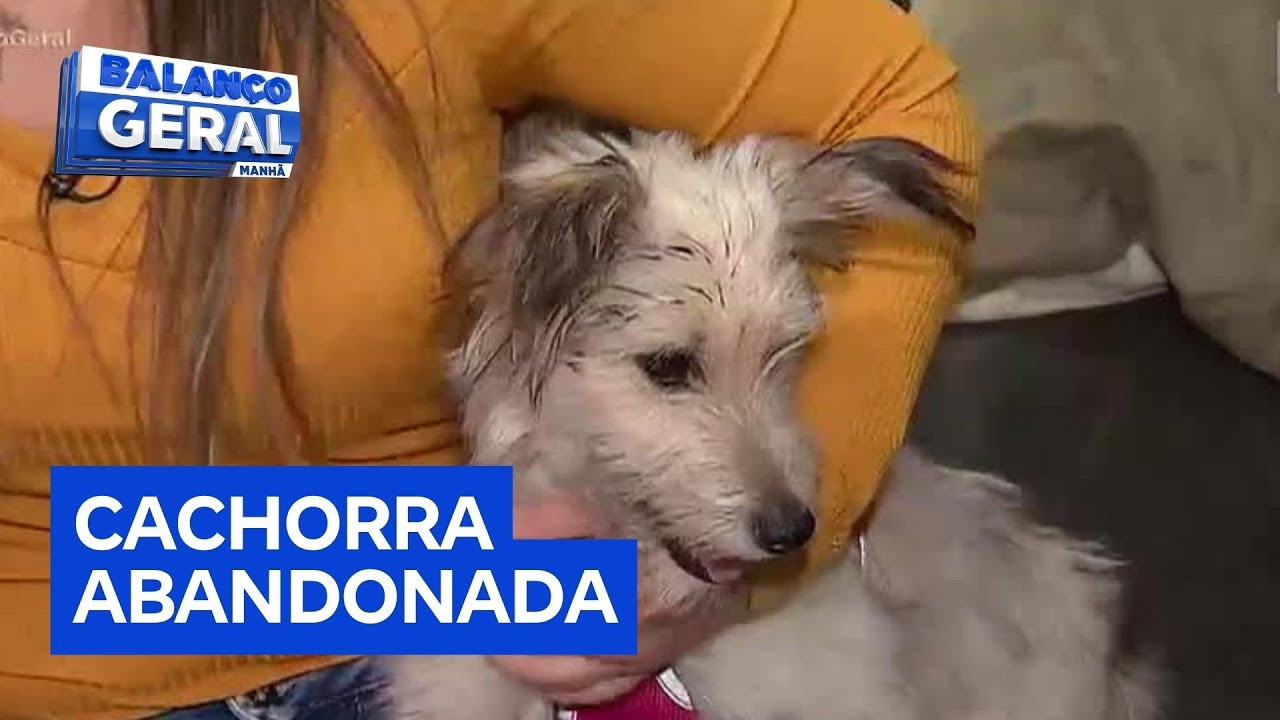 Homem joga cadelinha sobre muro e a abandona em terreno baldio em São Paulo