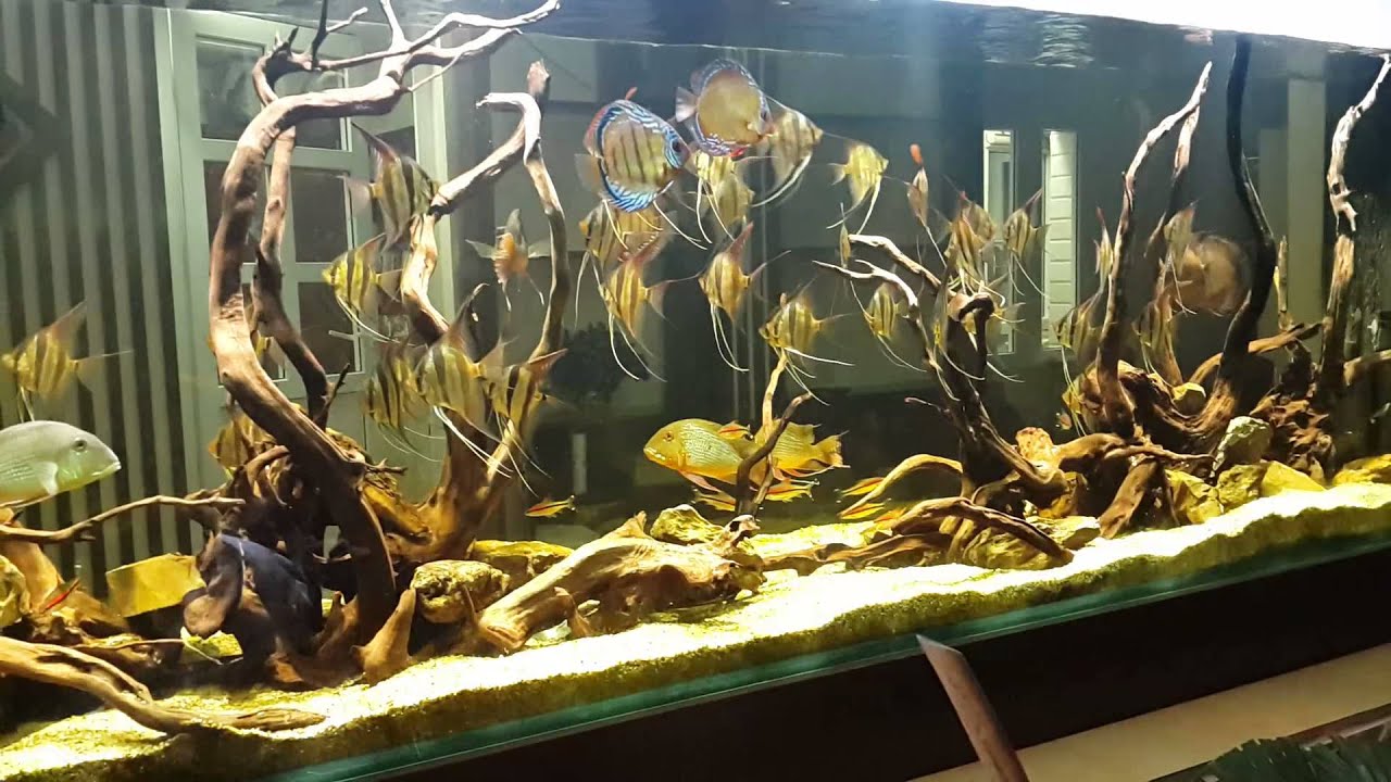 Altum angelfish 18/5