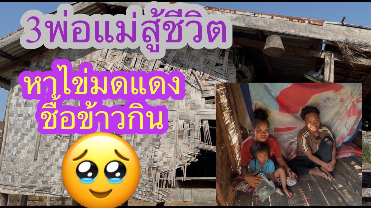 หาไข่มดแดงขายชื้อข้าวกินลูกก็ตุยจากสองคน✌️🙏🏻🇱🇦❤️🇹🇭🇺🇸#บ่าวลาวพาเพลิน#22/2/26