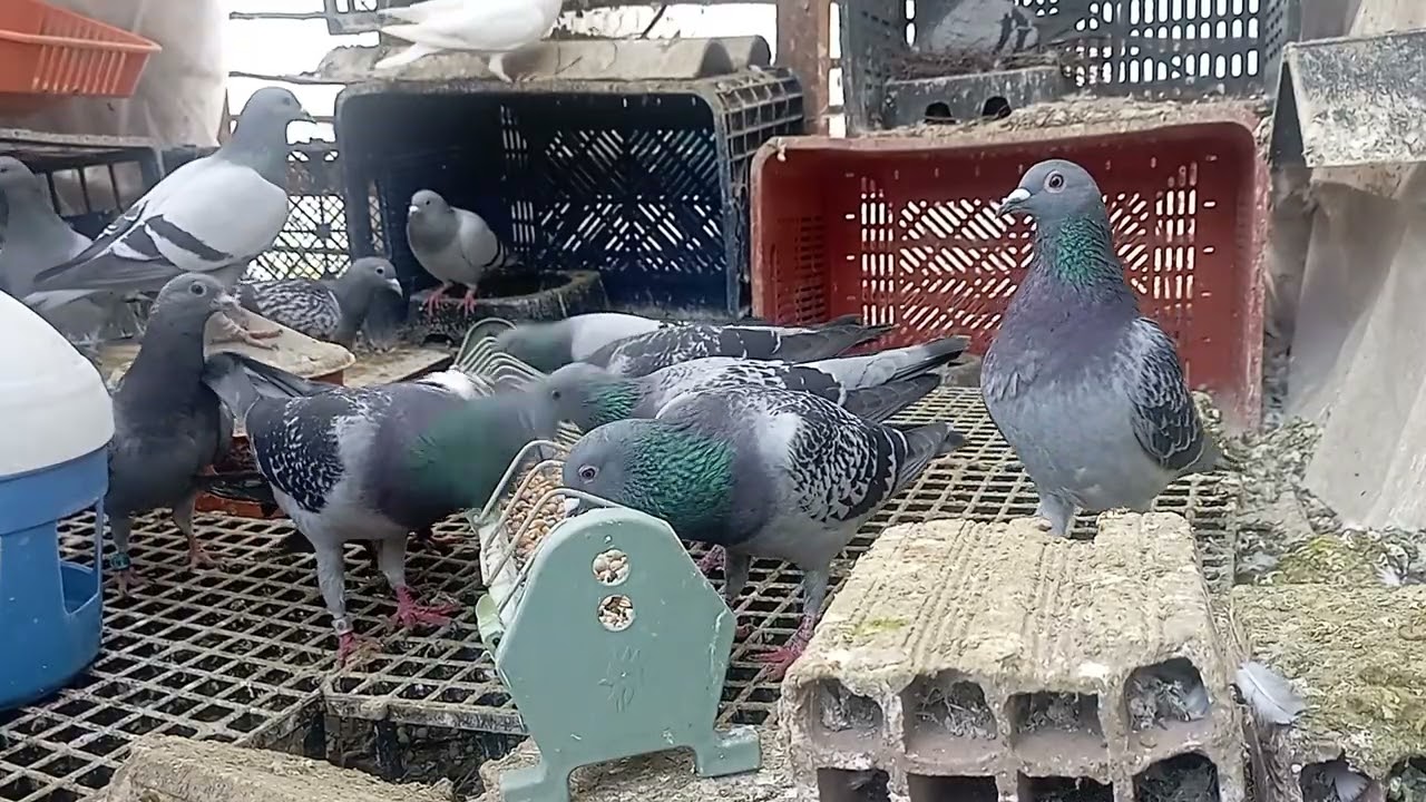 Güvercin çifliğim blok 2 YEni yavrular yeme düşenler