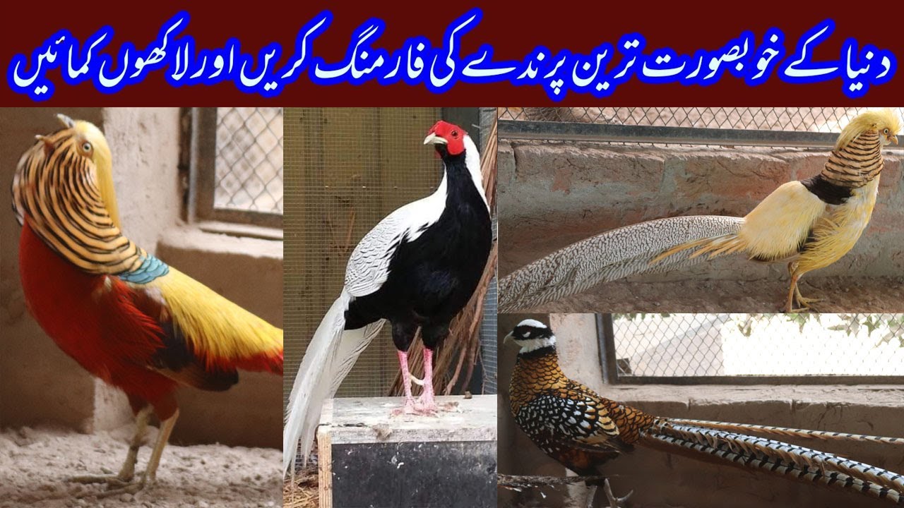 Biggest Pheasant Aviary I Pheasant / Surkhab Farm in Multan Pakistan I lahore I karachi I peshawar
