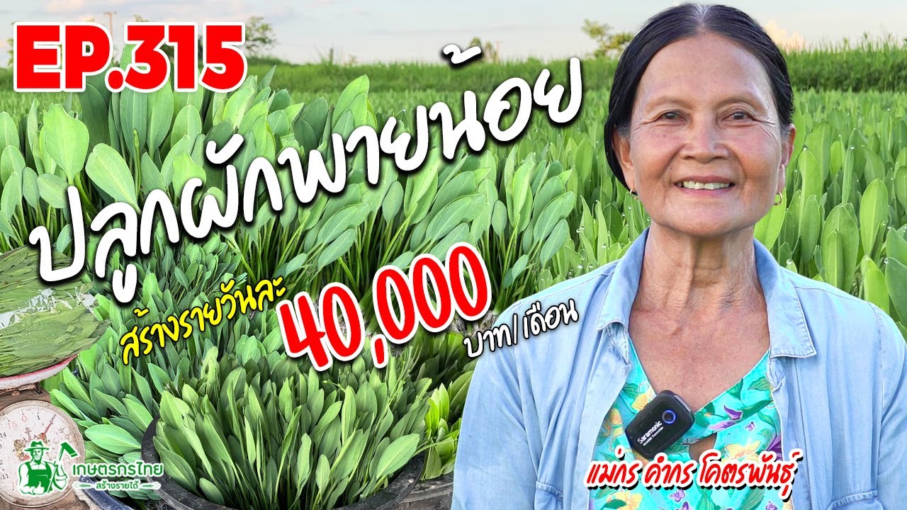 คุณยายวัย 70 ปลูกผักน้อย 4งาน สร้างรายได้ 40,000บาท ต่อเดือน มีเท่าไหร่ก็ไม่พอขาย#ผักพายน้อย #ผักพาย