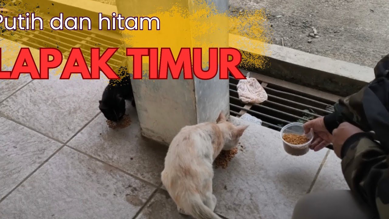 HITAM PUTIH LAPAK TIMUR SELATAN PASAR RAKYAT #cat #kucingliar #kucingjalanan