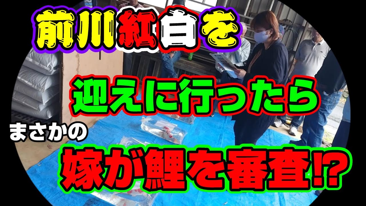 【汚池再生計画】初売り巡りで買った、『前川紅白』を長崎県佐世保市、中山養魚場にお迎えに行ったら‼嫁がまさかの錦鯉の審査をすることに⁉#前川紅白＃錦鯉＃紅白＃koipond#koi