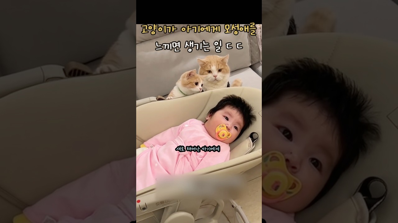 고양이가 아기에게 모성애를 느끼면 생기는 일