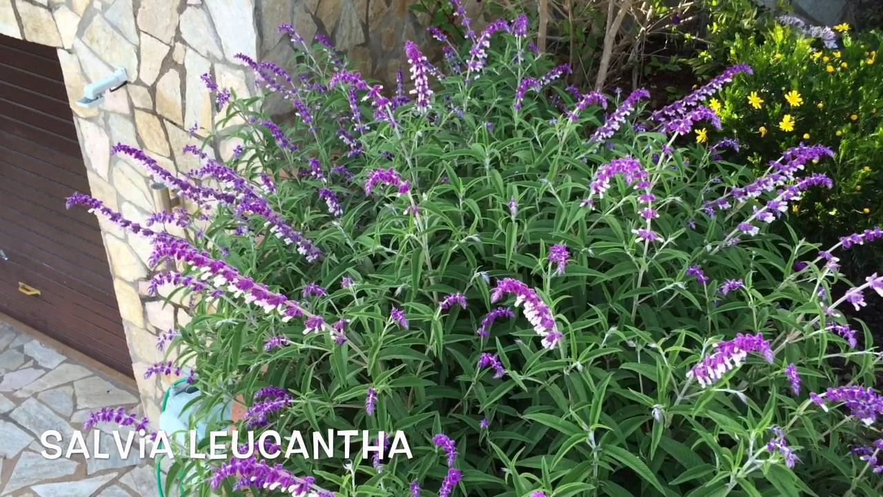 Salvia Leucantha. Garden Center online Costa Brava - Girona.