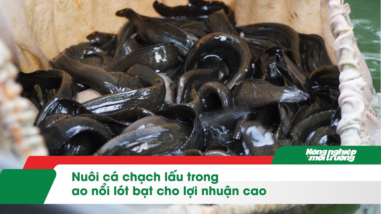 Nu&ocirc;i c&aacute; chạch lấu trong ao nổi l&oacute;t bạt cho lợi nhuận cao