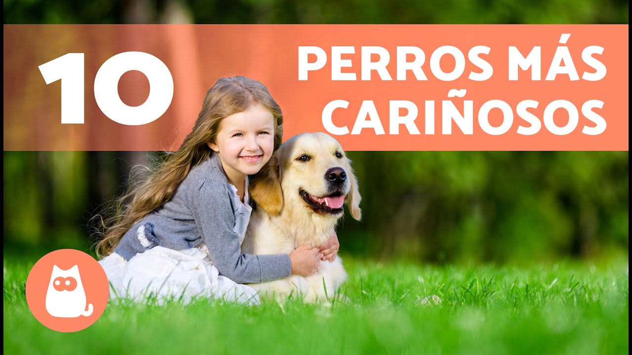 10 RAZAS de PERROS m&aacute;s CARI&Ntilde;OSOS del mundo 🐶❤️