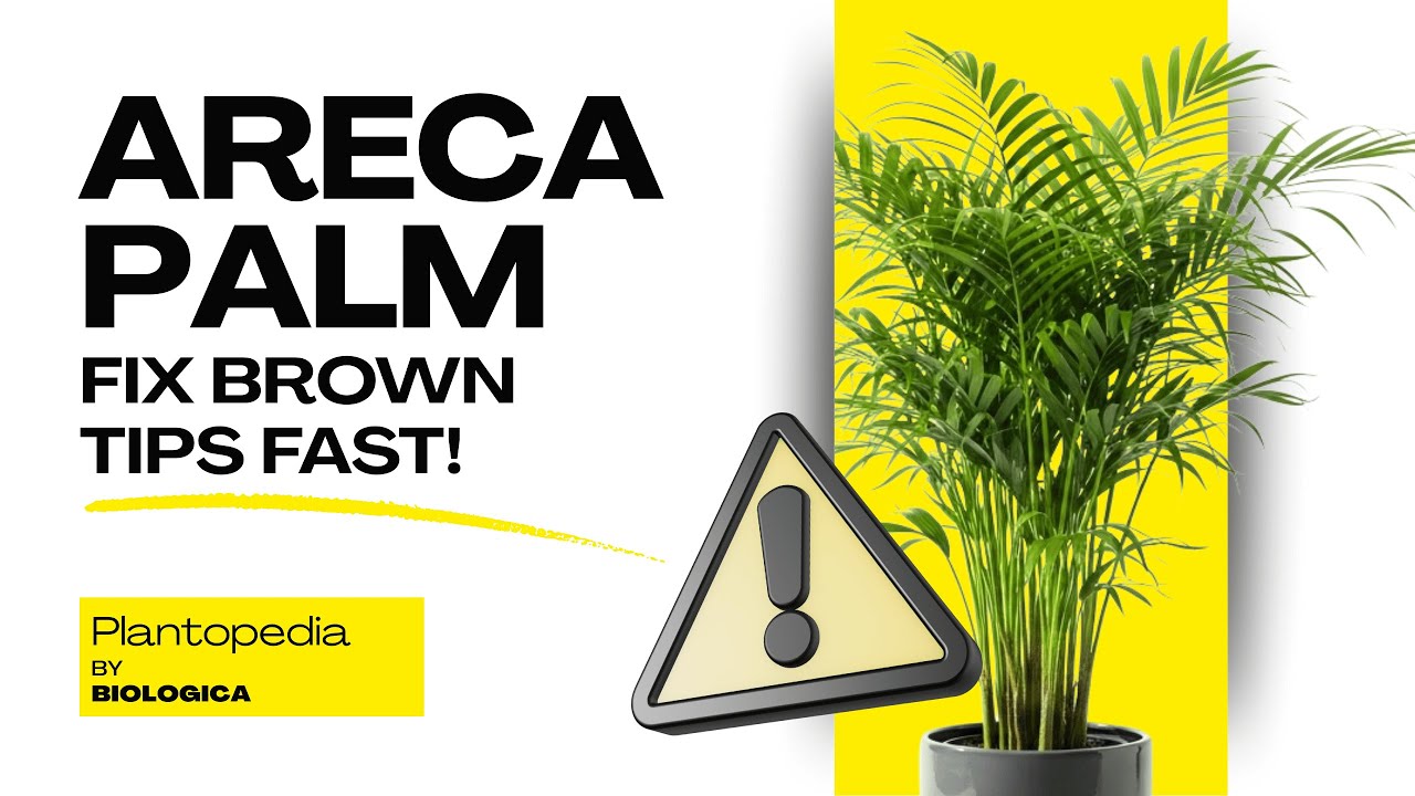 Why Your Areca Palm Has Brown Tips (The Water Secret)