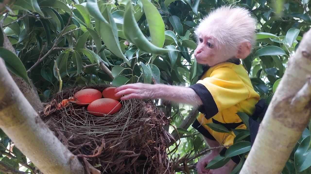Monkey Bon is determined to discover the secret on the tree
