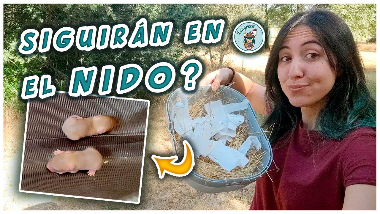 Revisamos BEBES que encontr&eacute; en la FINCA 🐹 &iquest;Habr&aacute; vuelto su Madre?