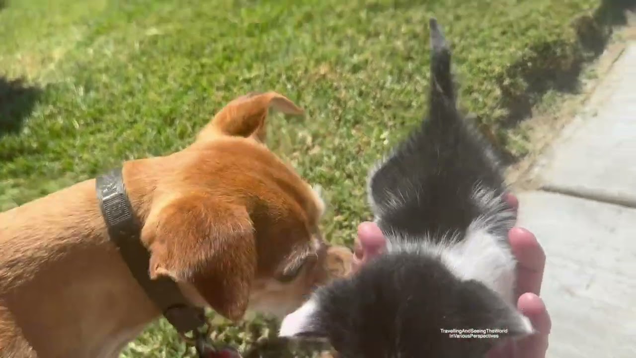 Oreo Megatron aka Muning 5 Week Old After The Rescue - Healthy & Happy At Home On A Weekend May 2025