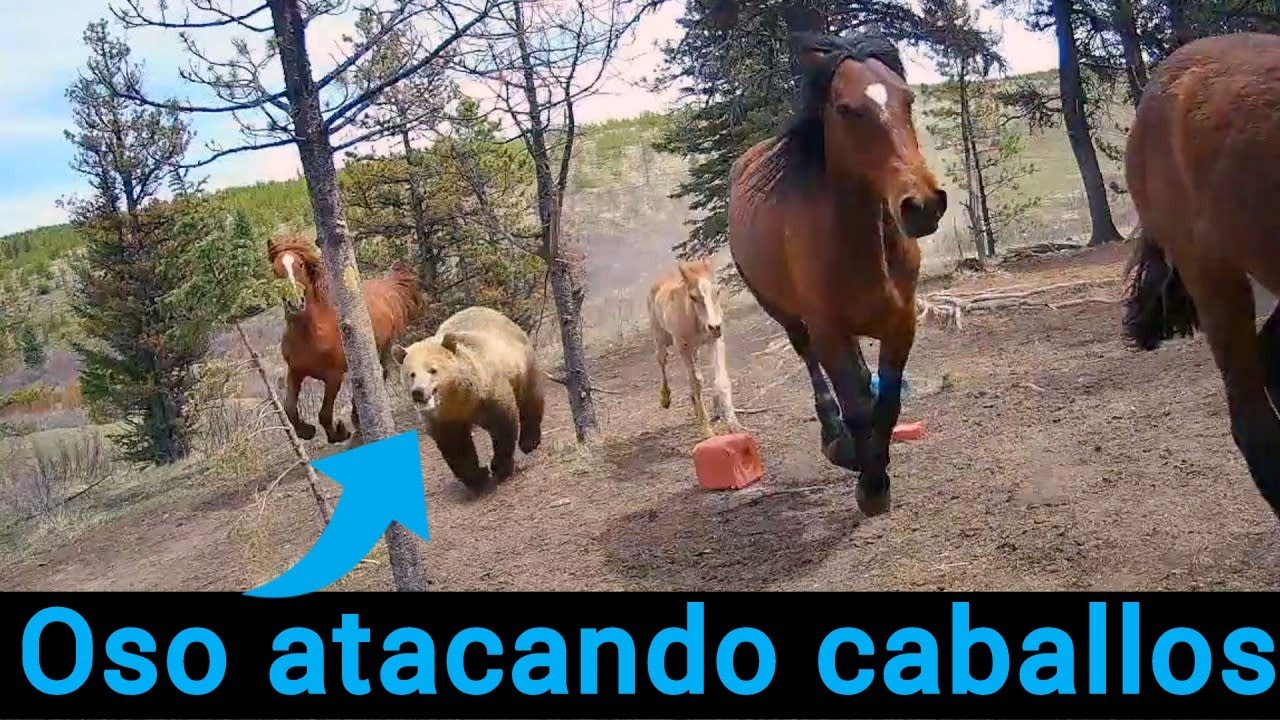 Oso atacando caballos