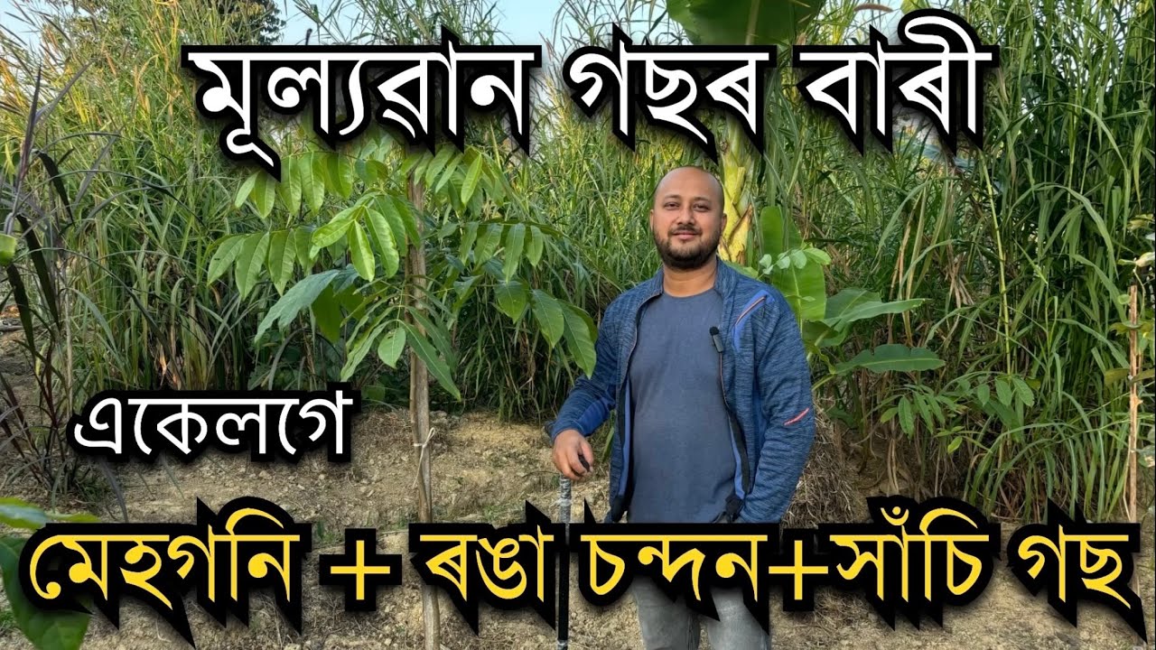 একেলগে মেহগনী,ৰঙাচন্দন,সাঁচিগছ।African Mahogany farm In Assam।Red Sandan Farm in Assam।Agarwood farm