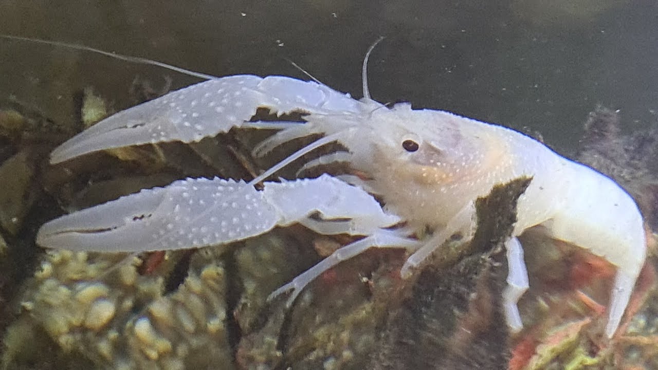 White Crayfish indoor breeding setup update new set of berried breeders