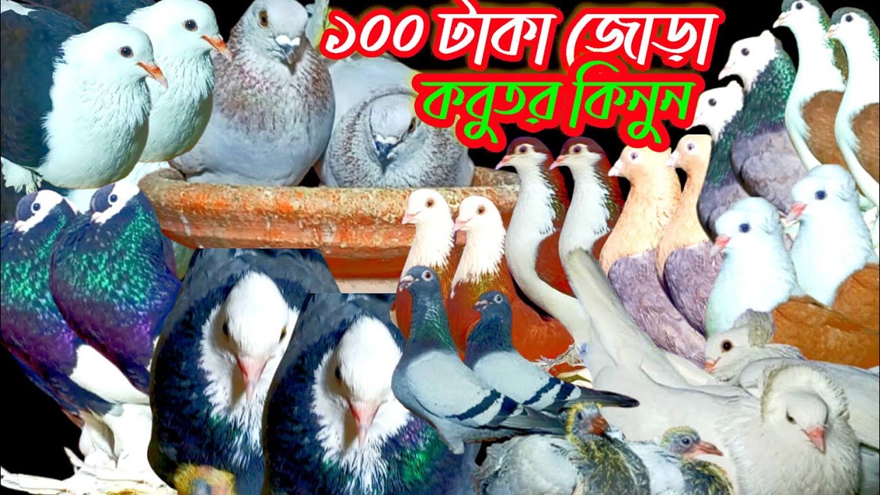 বিশেষ চমকে দারুণ অফারে মাত্র ১০০ টাকা জোড়া ইউনিক কবুতর কিনুন #kobutor