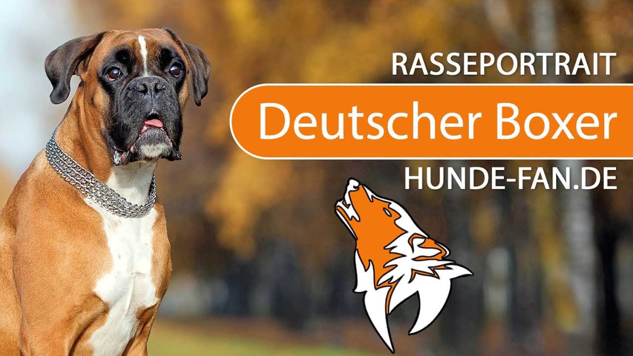 ► Deutscher Boxer  [2018] Rasse, Aussehen & Charakter