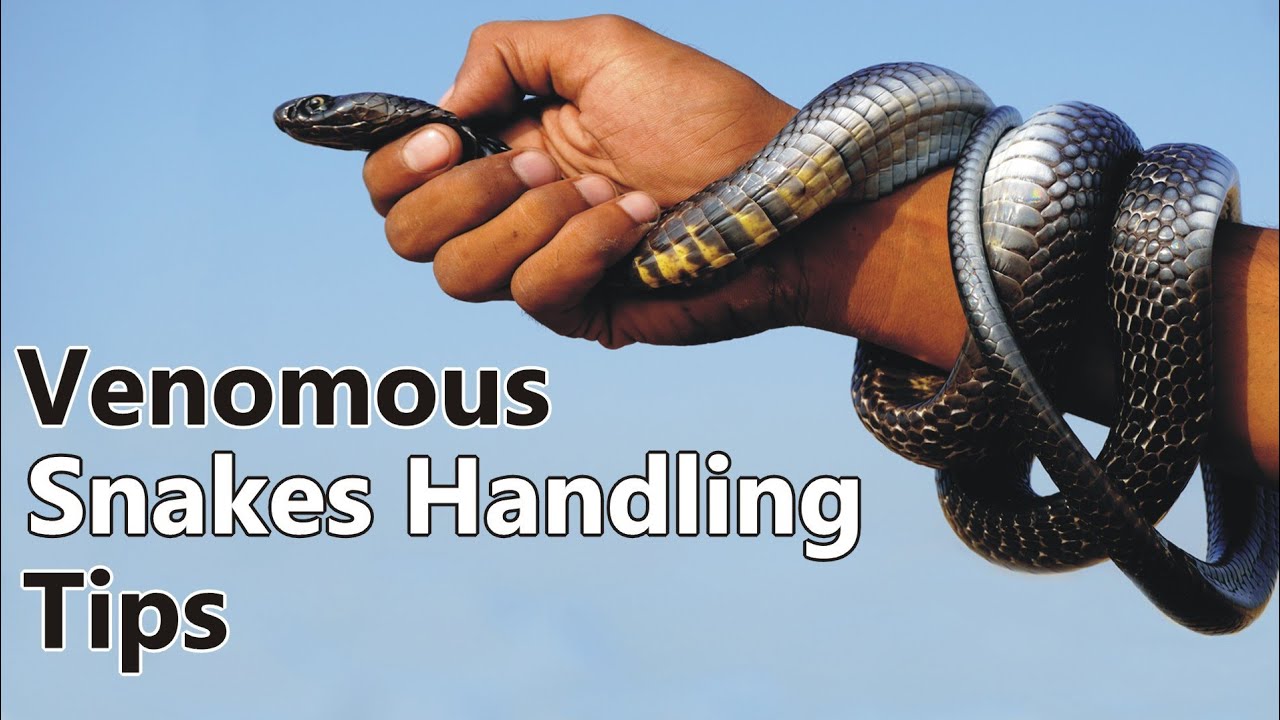Snake Handling Tips|How to handle or Hold a snake|A guide to handling Snakes|Snake Anatomy|
