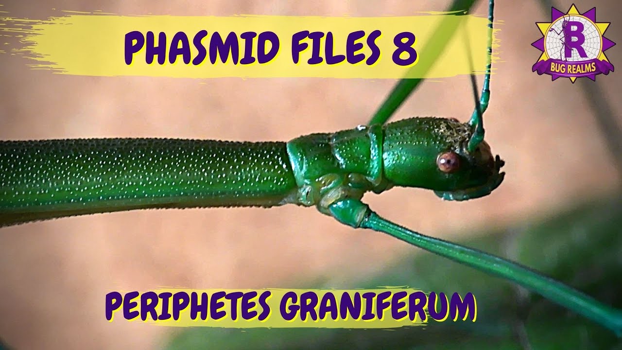Phasmid Files 8 - Periphetes graniferum. What a Stunning Stick Insect!