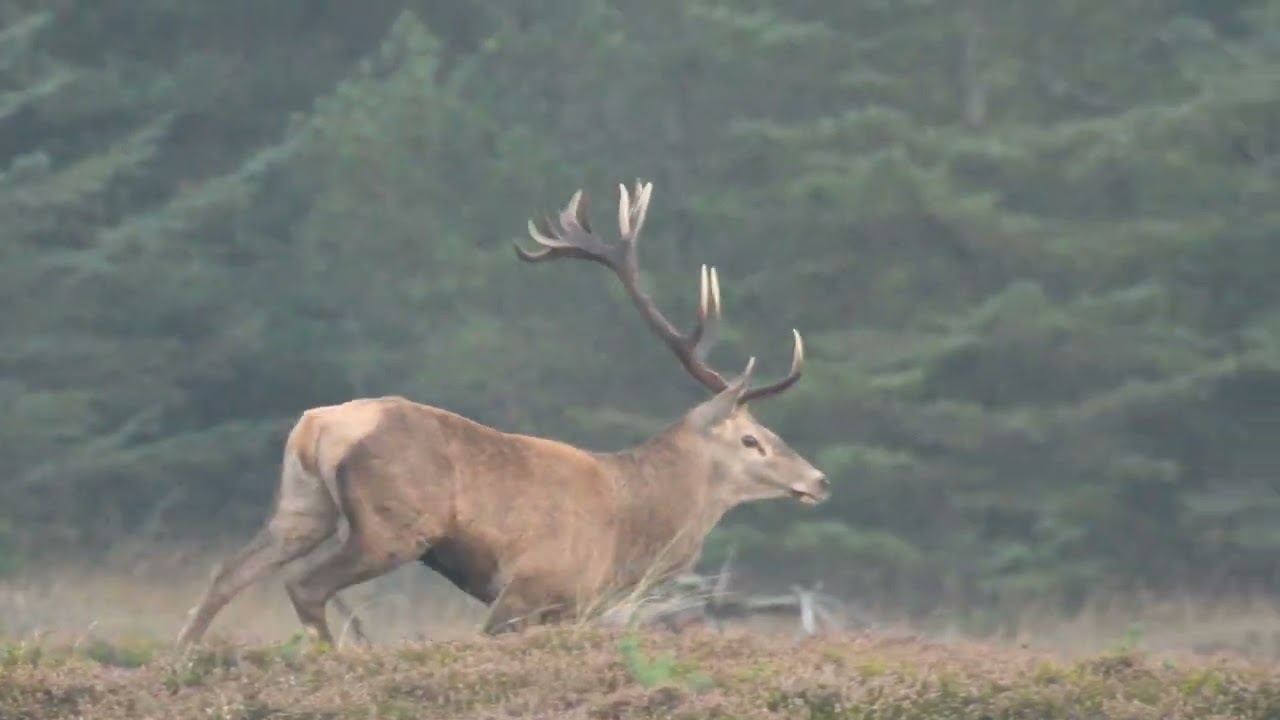 (Grate Dane) Kronvildt I brunst tiden 2025 .E Red deer in the rut in Denmark 