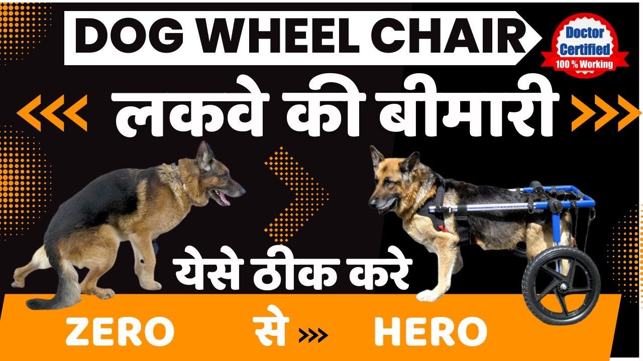 Canine Distemper Paralysis Treatment in Dogs | dog wheelchair for back legs | Paralysis in dogs