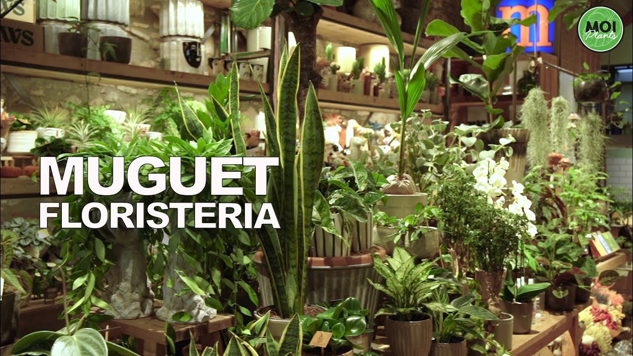 Bonita tienda de plantas en Barcelona (MUGUET)