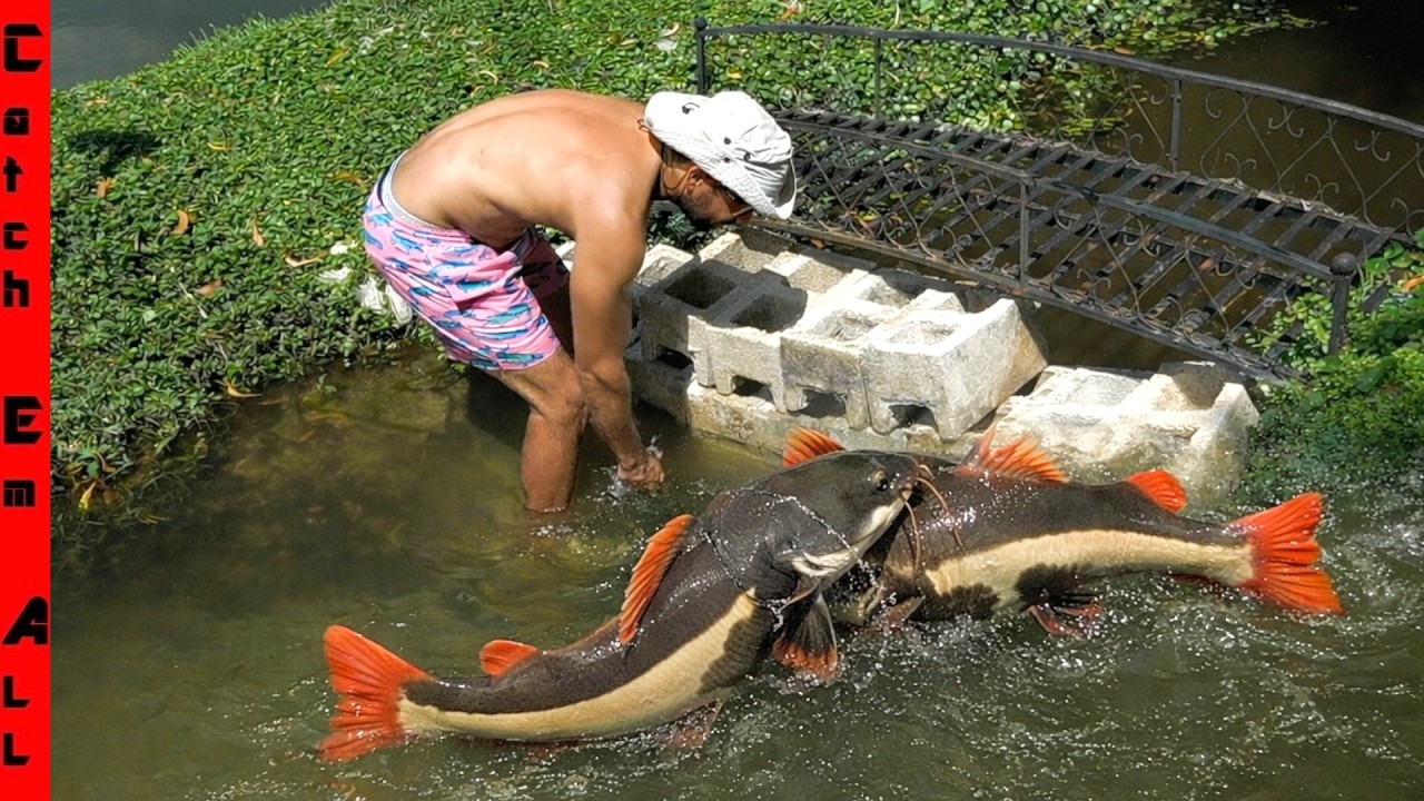 BUILDING a STONE WALL in My RIVER to Protect My PET FISH from the BULLY!