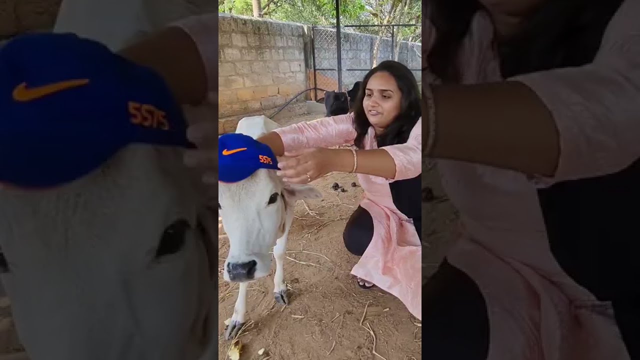 Worlds Smallest Cow Breed is Called Punganur Cattle #india #shorts