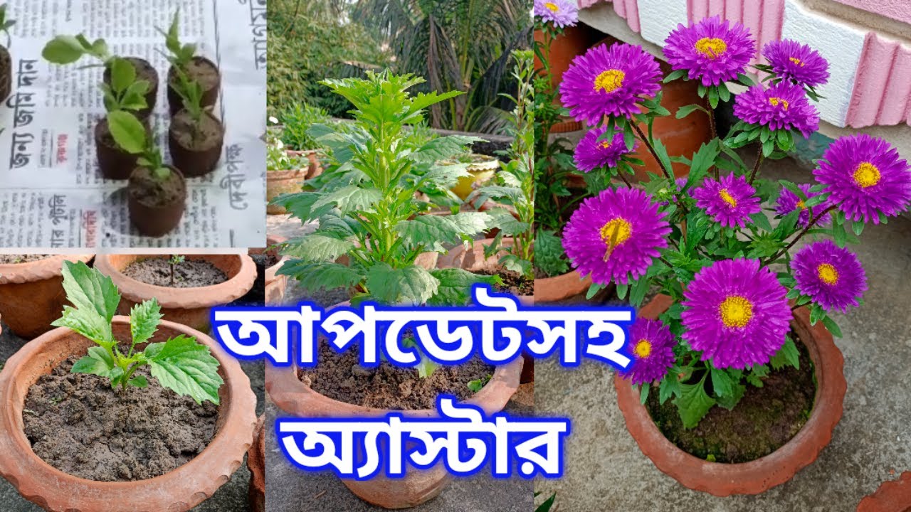 শুরু থেকে শেষ পর্যন্ত অ্যাস্টার ফুল গাছের সম্পূর্ণ পরিচর্যা  Part 05/2021-2022 My Garden Raju Paul
