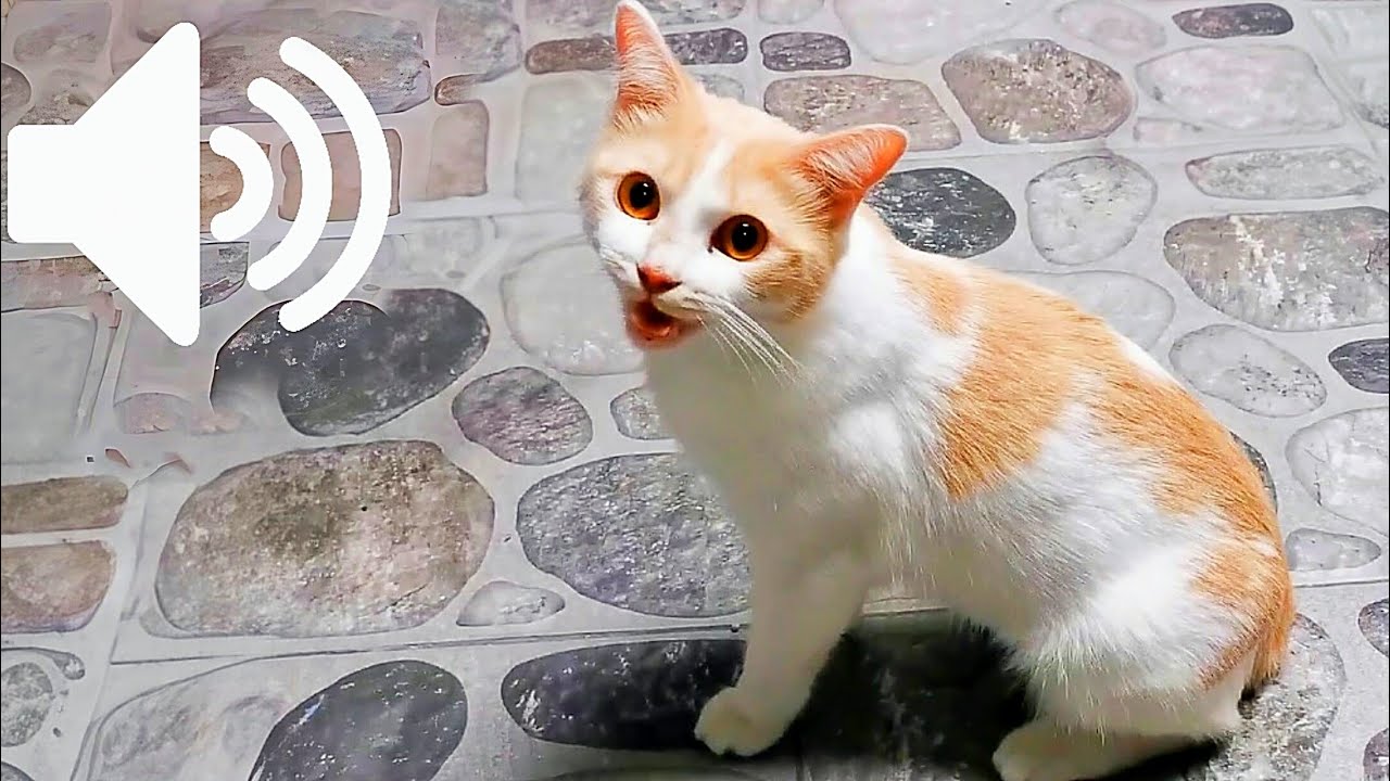 1 ЧАС КОШКА В ТЕЧКЕ мяукает, ЗВОНИТ ДРУГ - РАЗЫГРЫВАЙТЕ СВОЕГО ПИТОМЦА