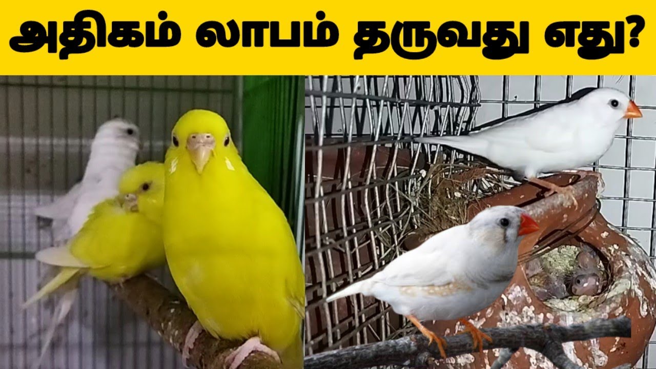 Budgies Or Finches which is better/Finches or budgies which is best
