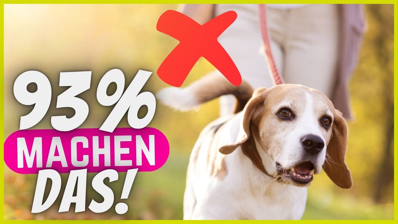 5 Fehler beim Gassi gehen, die fast jeder macht (du auch?)