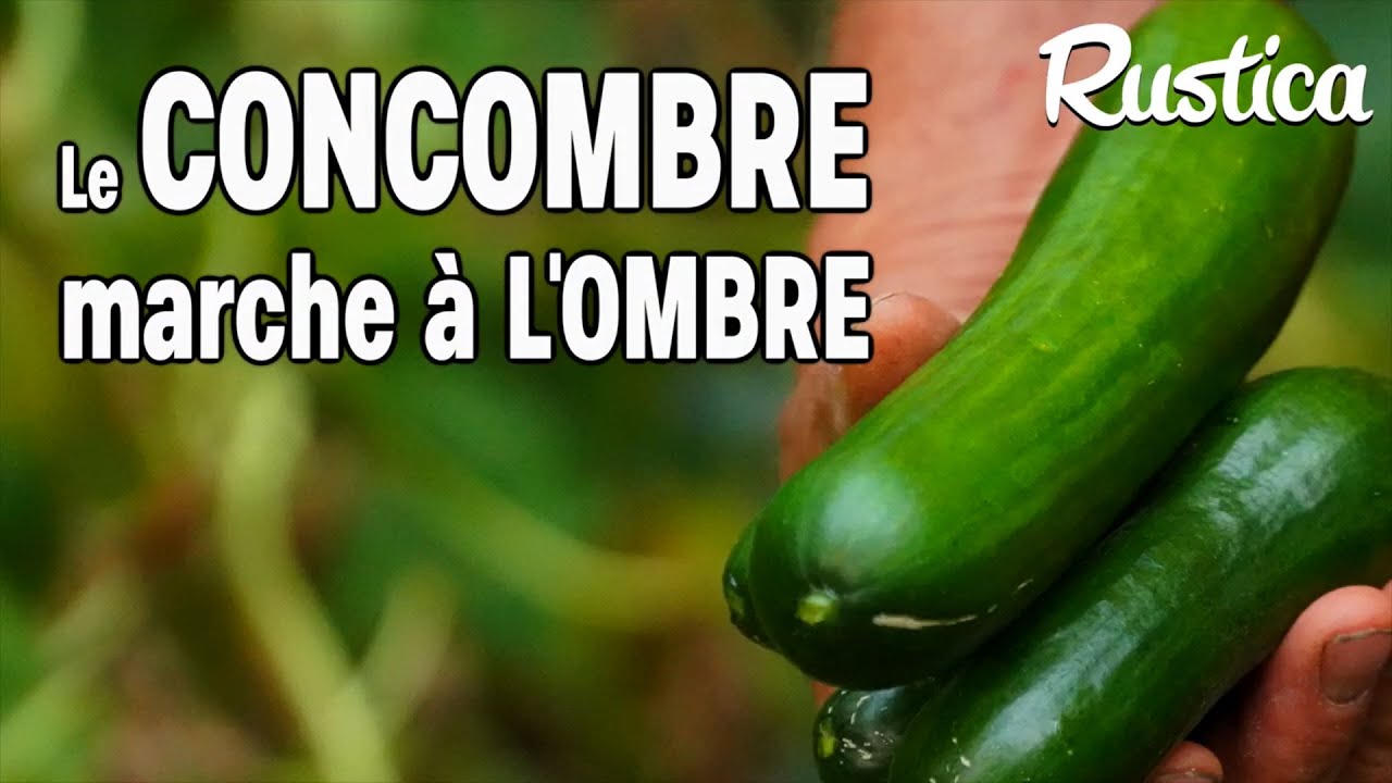 Le concombre marche à l'ombre