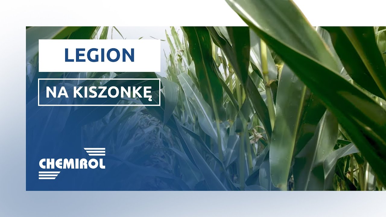 LEGION || kukurydza na kiszonkę