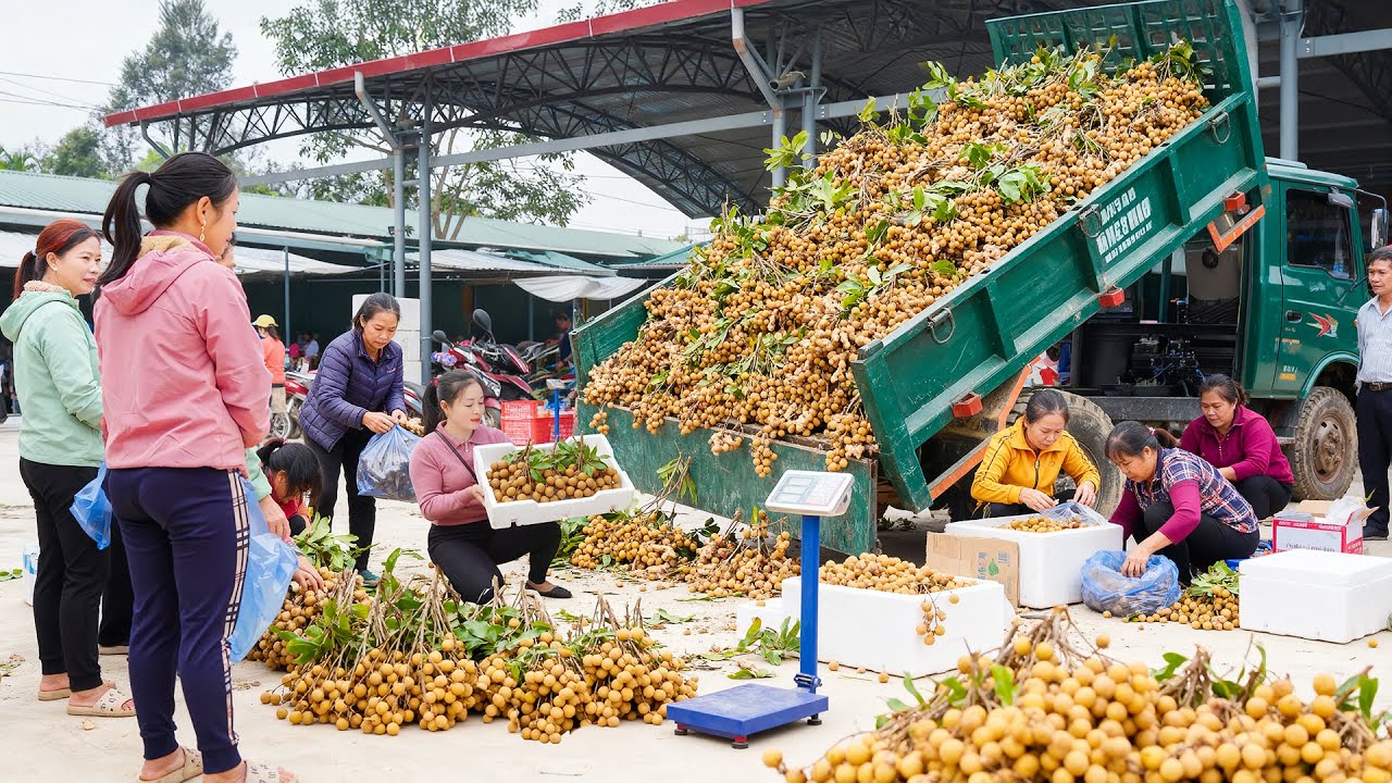 Harvesting 1000+ Longan Fruit, Use Truck To Transport Many Longan Fruit Go To Market Sell