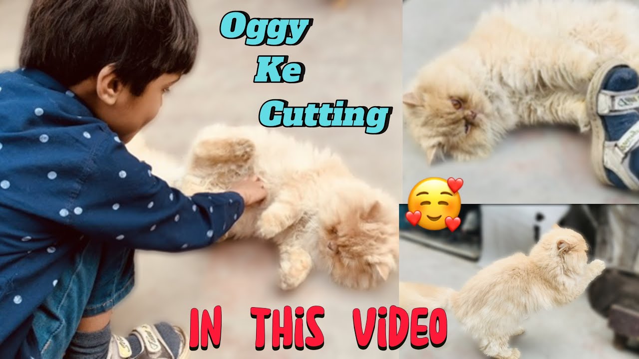 Oggy Ke Cutting Kar Die Peeche Se | 🤦🏻 New Setup Mủ gi Cage 💯