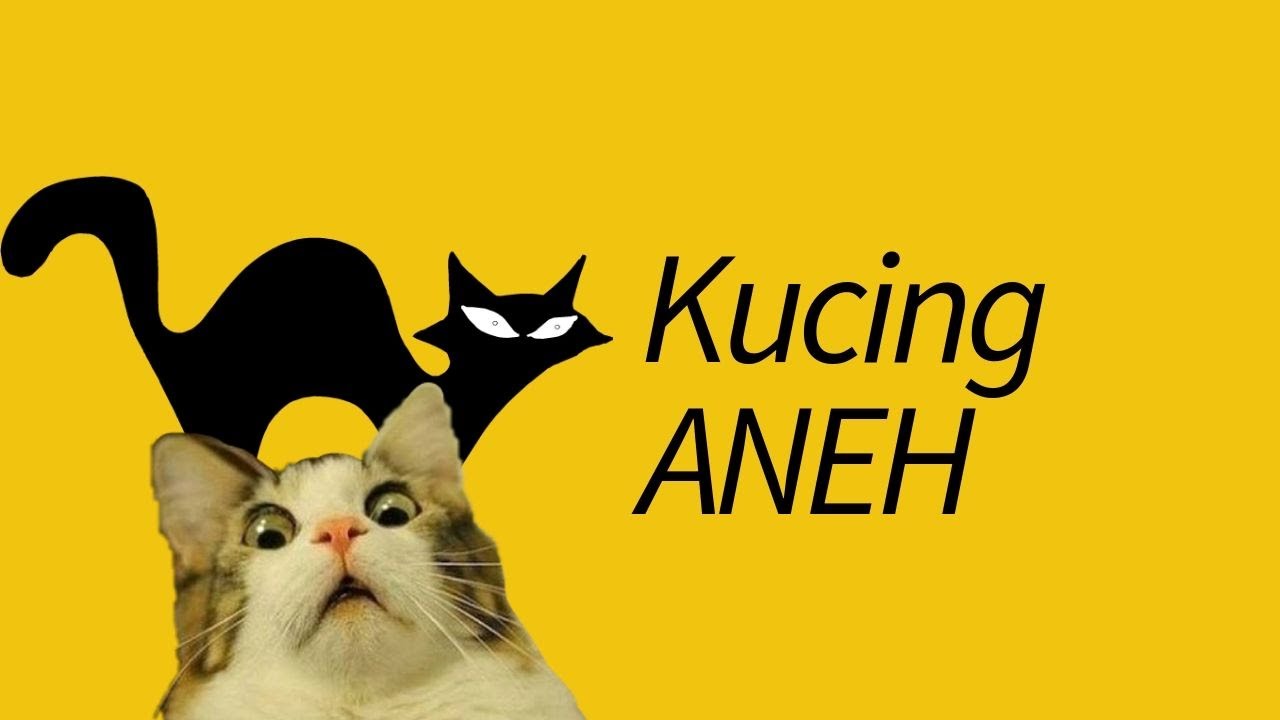10 Jenis Kucing Paling Aneh & Langka—ALIEN!!