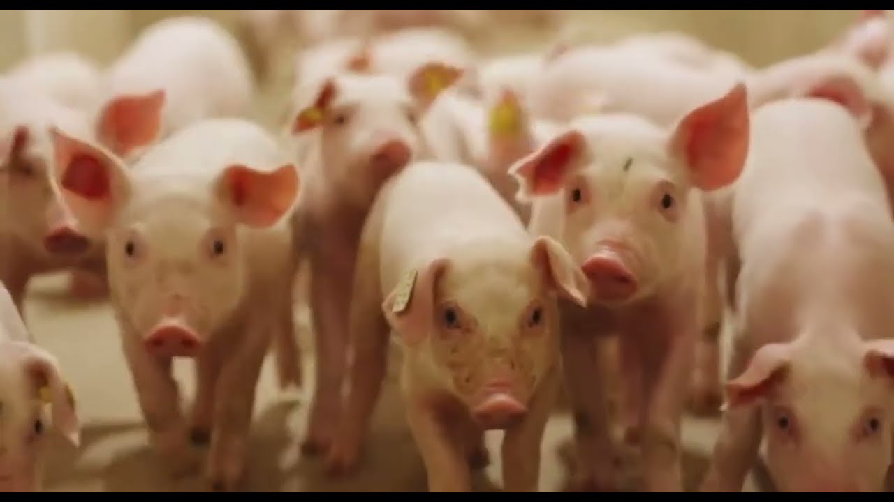 How German Farmers Raise And Process Millions Pigs - Pig Farm | Processing Factory