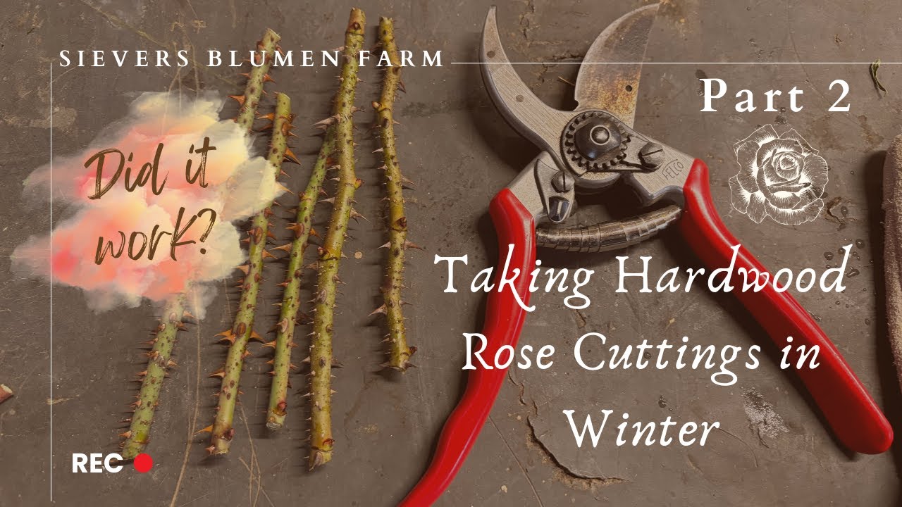 Soil-Less Hardwood Rose Propagation Part 2 | Growing Roses